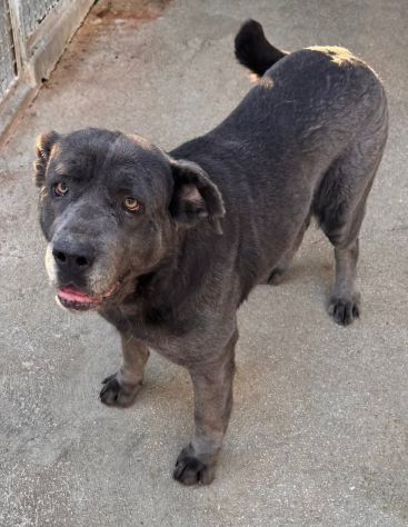 SAMANTHA CANE CORSO 3 ANNI Taglia grande - Foto 3
