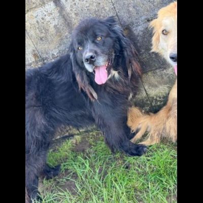 NADAL, SIMIL TERRANOVA adorabile tenerone, cane in adozione