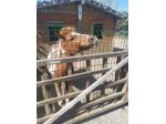 Cerco lavoro da casa confezionamento senza tirocini