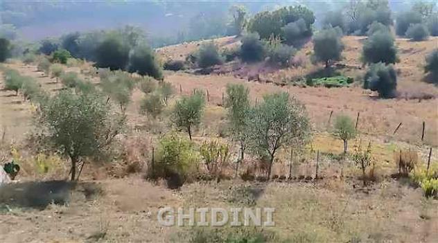 TERRENO AGRICOLO di 1 vani e di 1 mq (CAMPAGNATICO - CENTRO) rif. 2511.227M - Foto 2