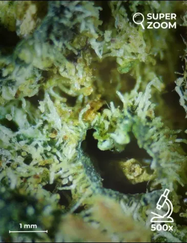 OG Kush - Foto 4
