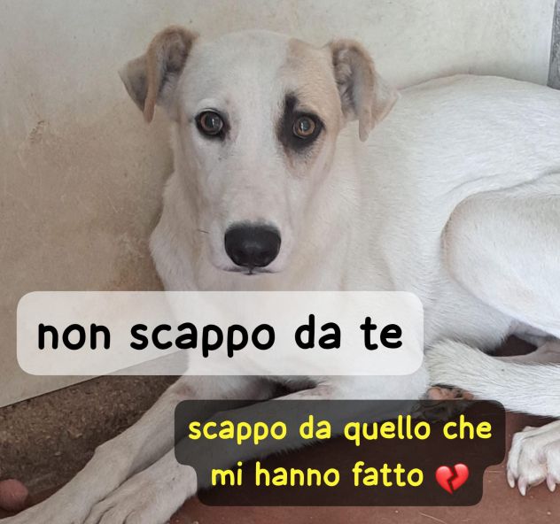 ABBIAMO POCO TEMPO PER SALVARLA OMBRA 1 ANNO 18 kg E’ IN CANILE