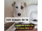 ABBIAMO POCO TEMPO PER SALVARLA OMBRA 1 ANNO 18 kg E’ IN CANILE