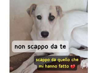 ABBIAMO POCO TEMPO PER SALVARLA OMBRA 1 ANNO 18 kg E’ IN CANILE