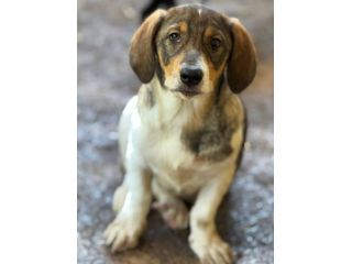 DARA, la cucciola più tenerona del rifugio cerca mamma!