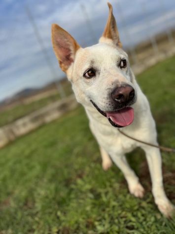WHITE una vita buttata, simil pastore svizzero cane in adozione tg media - Foto 3