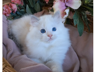 Gattino razza RAGDOLL con pedigree
