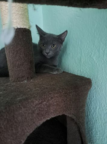ELEOISE e PENELOPE, adorabili gattine in adozione! - Foto 8
