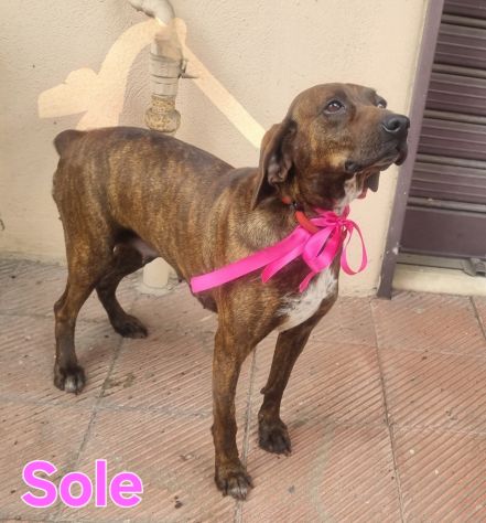 SOLE - Foto 8
