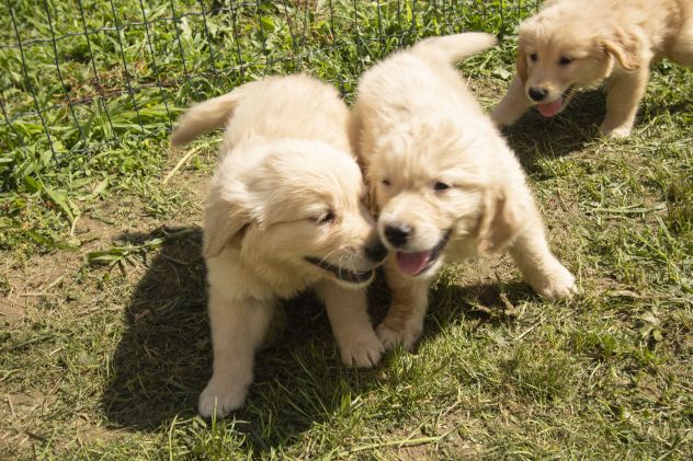 GOLDEN RETRIEVER CUCCIOLI - Foto 4