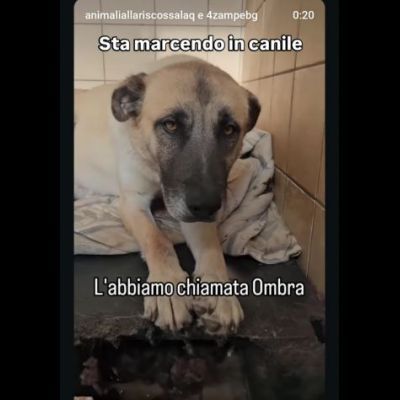 OMBRA ADORABILE CAGNOLONA IN ADOZIONE - Foto 10