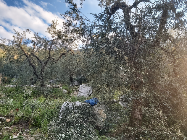 Uliveto - Foto 5