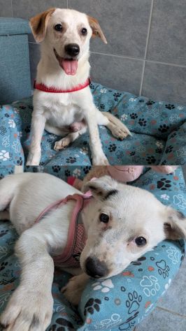 Regalo cuccioli di 3 mesi taglia medio piccola
