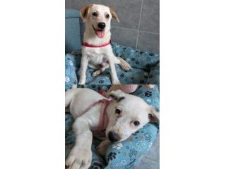 Regalo cuccioli di 3 mesi taglia medio piccola