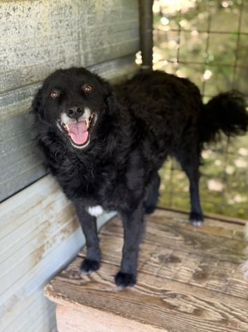 DIOR, cagnolina sorridente cerca amore! - Foto 5