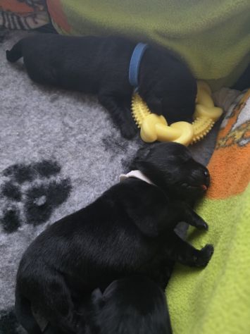 Cuccioli di Labrador Retriever - Foto 2