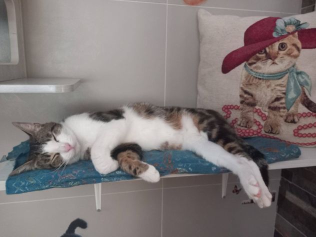 MICKY, adorabile micino da adottare! - Foto 3