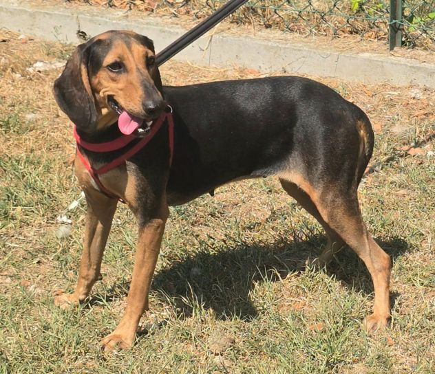 Urania 3 anni segugio italiano - Foto 3
