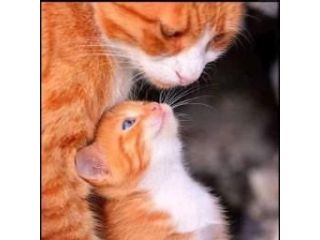 Amore e incontri Modena - amica