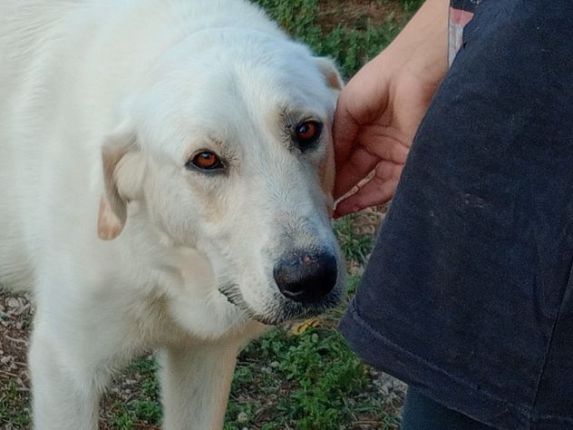 EDO CUCCIOLONE - Foto 3
