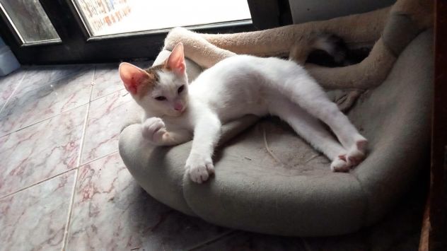 NIKITA, dolce gattina in adozione - Foto 2
