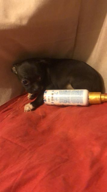 Tre cucciole chihuahua - Foto 6