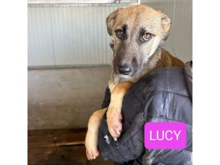 CUCCIOLI IN ADOZIONE