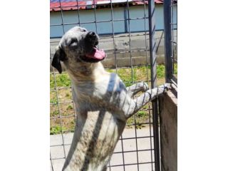 JAGO GIOCHERELLONE ED ALLEGRO CANE IN ADOZIONE