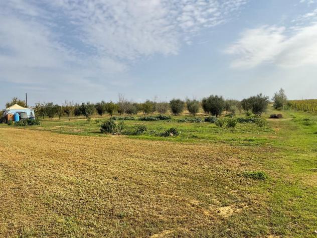 Terreno agricolo in vendita a Cenaia - Crespina Lorenzana 10000 mq Rif: 1069450 - Foto 10