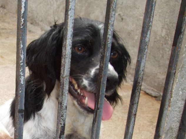 OLIVER, breton simpaticissimo - Foto 2