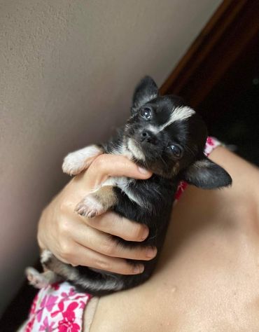 Cuccioli chihuahua - Foto 3