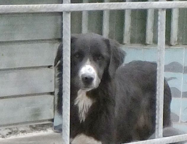 CANE IN ADOZIONE: GEORGIE - Foto 9