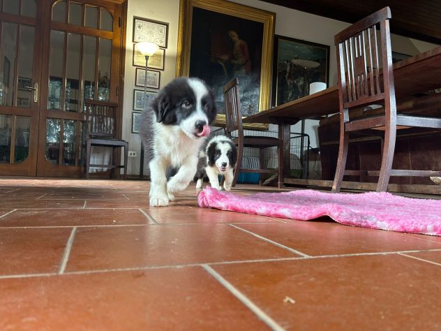 Cuccioli Border Collie di alta genealogia - Foto 5