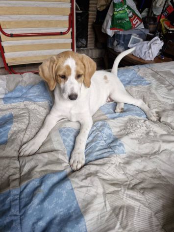 Daisy cucciola - Foto 5