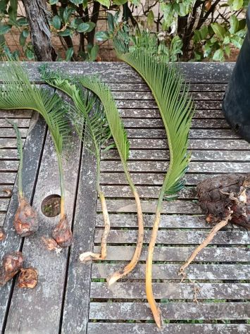 Cycas Revoluta - Foto 3