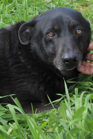 Amos da anni vive in canile