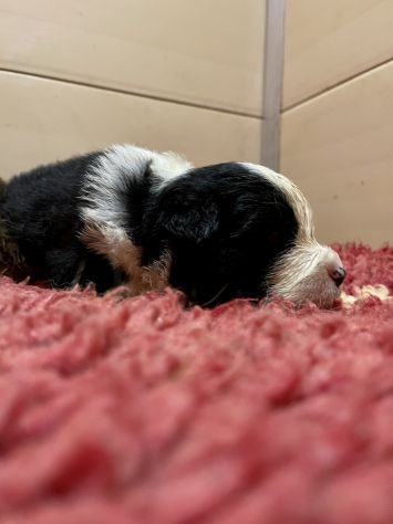 Vendesi Border collie di alta genealogia - Foto 7
