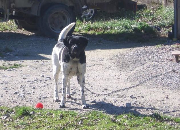 PONGO cerca casa - Foto 3
