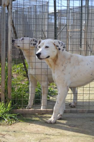 Fergus , cucciolo di 8 mesi in adozione - Foto 4
