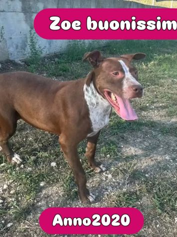 ZOE NON CE LA FA' PIÙ CANE IN ADOZIONE - Foto 8