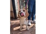 Alvin: nonnino Beagle dolcissimo. Lo cedono