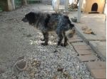 KARIM, dolcissimo giovane setter