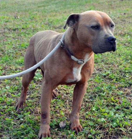 Amstaff Cesare - Foto 2