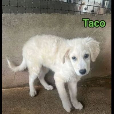 TICO E TACO MERAVIGLIE DI CUCCIOLI IN ADOZIONE - Foto 5