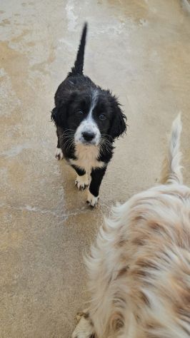Martina: cucciola taglia contenuta - Foto 7