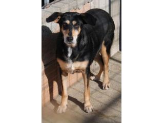 MAYA 7 ANNI taglia media IN CANILE