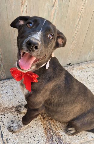 SALVIAMO BRUNELLA DAL CANILE! - Foto 7