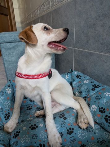 Regalo cuccioli di 3 mesi taglia medio piccola - Foto 3