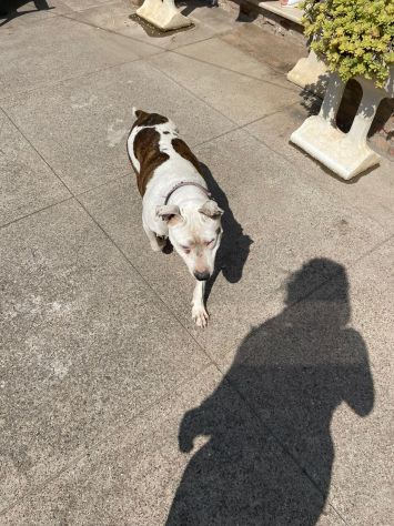 Pitbull adulta mollata 4anni fa,1occhio cieco, rinata,BUONISSIMA!CREMONA - Foto 7