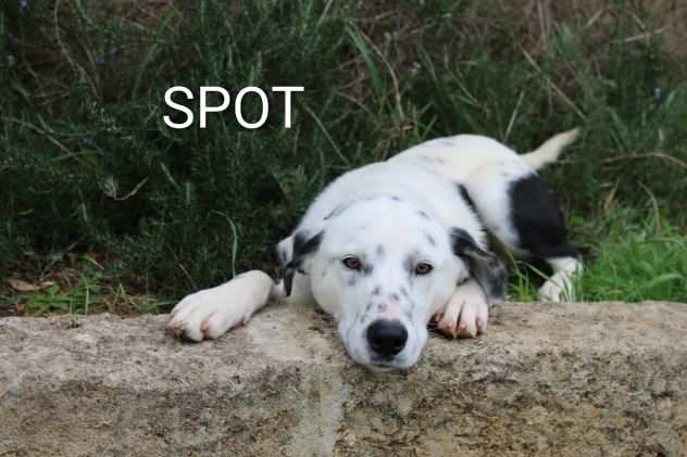 Una famiglia per il cucciolone Spot - Foto 5